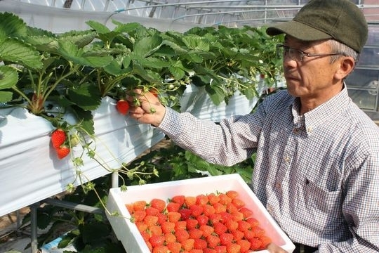 紫雲寺の越後姫名人　長谷川さん「長谷川さんの越後姫」