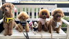 昨日登園のお友達「おはようございます （＾ν＾）」