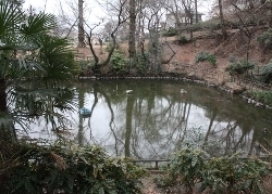 冬でしたが池の周りは緑で囲まれています。