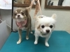 カットコースのリズムちゃん ミルティーちゃん 犬猫のトリミング屋さんぽちのうち 犬 猫のトリミング屋さん ぽちのうちのニュース まいぷれ 船橋市