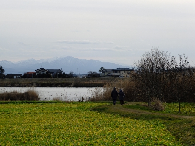 公園の遊歩道「福島潟で健康づくり！ウォーキングを楽しんでみませんか？」
