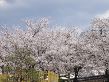 春には桜が楽しめます