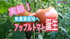 「【誕生！】新感覚アップルトマト（クロレラ配合）　タネのハシモト」