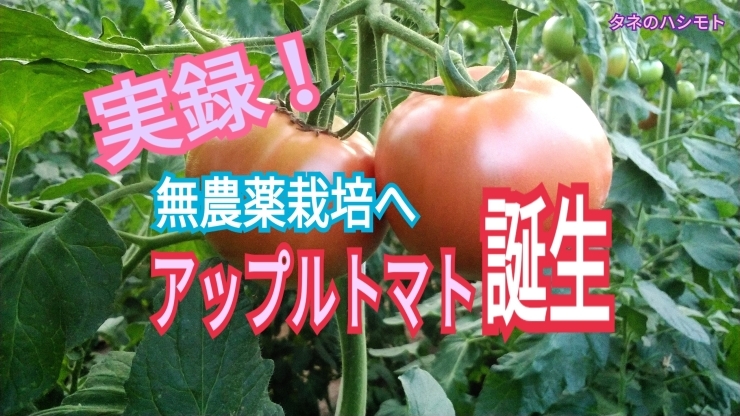 「【誕生！】新感覚アップルトマト（クロレラ配合）　タネのハシモト」