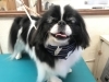 1月26日 シャンプーコースのコロンちゃん 犬猫のトリミング屋さんぽちのうち 犬 猫のトリミング屋さん ぽちのうちのニュース まいぷれ 船橋市