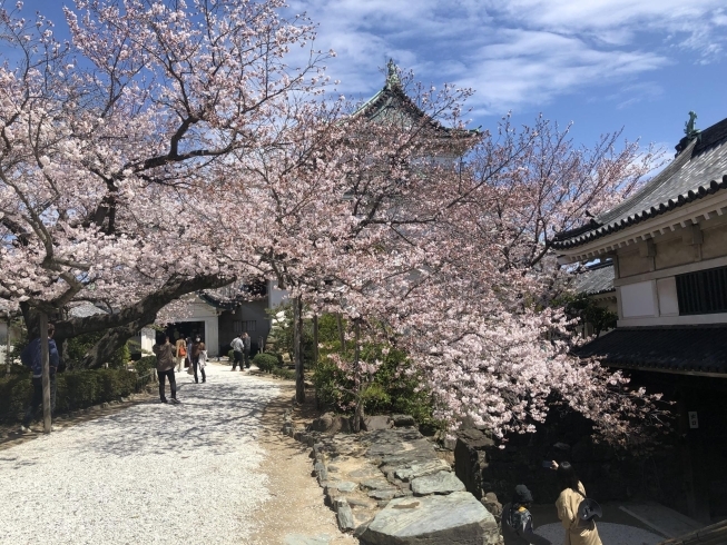 天守閣入り口の桜が見事で、思わず立ち止まりました。「和歌山城の桜見ごろです♪」