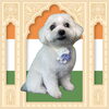「Dog salon mofu mofu　余市町」