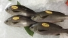 「魚魚市場鮮魚コーナーおすすめは「イサキ・アジ」です♪」