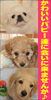 「PUPPYがいっぱい情報です♪　只今お得なキャンペーン中!!」