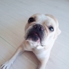 待て が出来ない犬 どんなタイプ Happytailしつけ相談新潟ペットホテル Happy Tail ハッピーテイル のニュース まいぷれ 新潟市