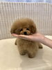 マイクロティーカップサイズのどんぐりくん「Babyちゃん  (ᵔᴥᵔ)」