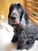 Happytail新潟市の犬猫ペットホテル スタッフ募集中 トリマー求人お世話係りさん Happy Tail ハッピーテイル のニュース まいぷれ 新潟市