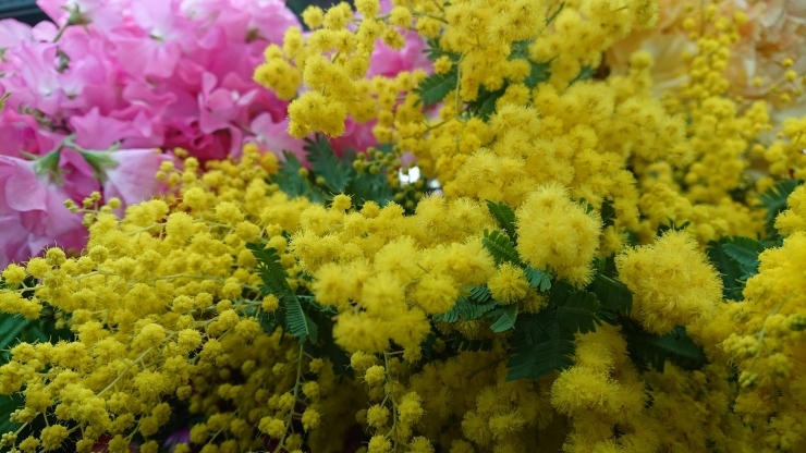 ミモザ 入荷しました 花のみどりや 駅前本店のニュース