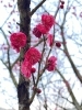 「＊西条市民の森＊　2月2日の梅林園の様子」
