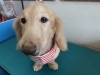 2月4日 カットコースのハリーちゃん 犬猫のトリミング屋さんぽちのうち 犬 猫のトリミング屋さん ぽちのうちのニュース まいぷれ 船橋市