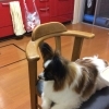 初老のパピヨン