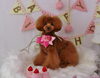 Happybirthday　Ihana「Anniversaryphoto　(*^-^*)」