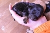 朝倉に可愛い子犬が産まれています ブルメイトの子犬のニュース まいぷれ 朝倉 うきは 筑前 東峰