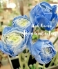 ラナンキュラス(当店オリジナル)「ブルー　ブルー　ブルー」