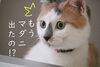 「【マダニ出始めました】※お外に出るワンちゃん、ネコちゃん要注意！」