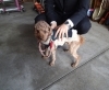 迷い犬を保護しています 西条市役所 衛生課 まいぷれ新居浜 西条お助け情報部のニュース まいぷれ 新居浜市