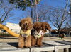 公園までお散歩   晴れていて気持ちいいね「（╹◡╹）おはようございます」