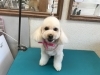 2月13日 カットコースのゆずちゃん 犬猫のトリミング屋さんぽちのうち 犬 猫のトリミング屋さん ぽちのうちのニュース まいぷれ 船橋市