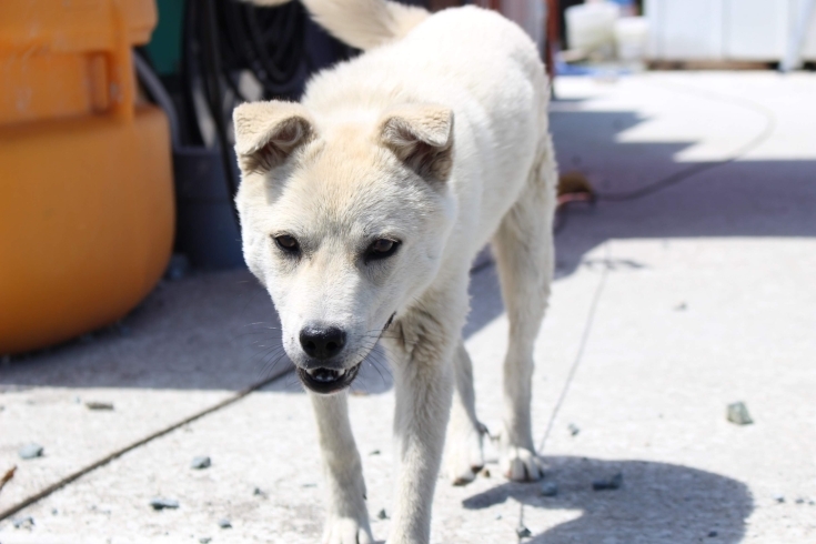 「看板犬の『ユウ』です」