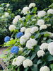 紫陽花「本日の境内の様子です」