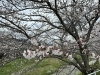 思い川　お花見「湖南市　さくら」