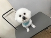 2月日 カットコースのポテチちゃん 犬猫のトリミング屋さんぽちのうち 犬 猫のトリミング屋さん ぽちのうちのニュース まいぷれ 船橋市