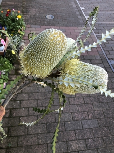 船橋市 まいぷれ