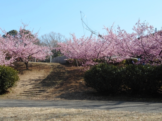 「茅ヶ崎公園の河津桜が満開です」