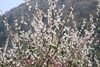 「花だより【梅の開花状況】～西条市　市民の森～」