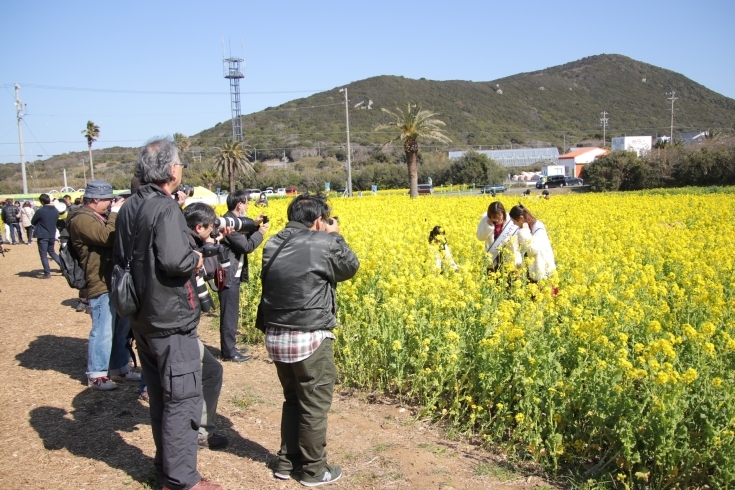 「午前11時半・菜の花まつり情報」