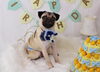 Happybirthday　ムッ太くん「Anniversaryphoto　(*^-^*)」