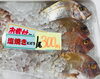 「魚魚市場鮮魚コーナーおすすめは「イトヨリ・甘エビ」です♪」