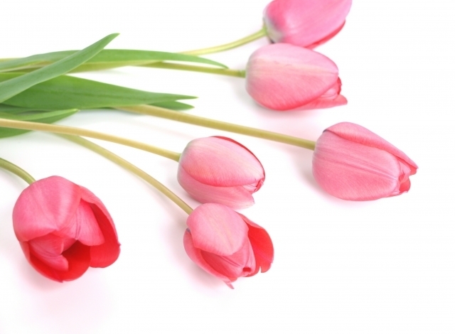 3月　チューリップ 20本の花束「季節のお花定期便★3月はチューリップ20本の花束（門真市ふるさと納税）」