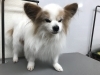 2月21日 シャンプーコースのマックちゃん 犬猫のトリミング屋さんぽちのうち 犬 猫のトリミング屋さん ぽちのうちのニュース まいぷれ 習志野市