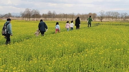 昨年の様子「福島潟の菜の花畑に人が通れるこみちをつくります！」