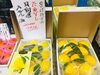「地方発送も可！　宮崎の日向夏を県外の方へ送りませんか？」