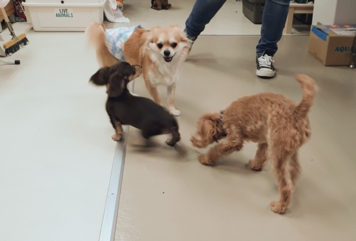 「HappyTail犬の保育園で犬の社会化♪新潟市しつけ相談」