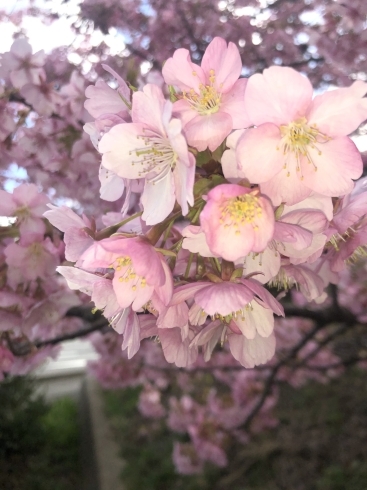 「桜が満開でしたよ(o^^o)」