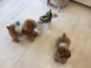 ポワンくん　チップくん　どんぐりちゃん「おはようございます^ - ^」