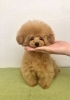 マイクロティーカップ・プードル どんぐりくん「ぱぱ&まま募集のオトコのコで~す (。・ω・。)ノ♡」