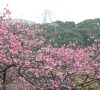 「桜咲く☆」
