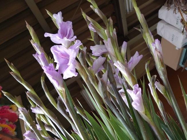 薄いラベンダー色の珍しいグラジオラス「まだまだやってきます！春色のお花たち」