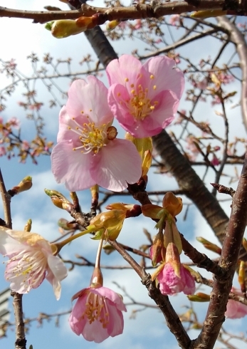 「3月☆卒業式シーズン☆今年は〜」