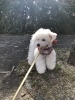 お散歩中のチップくん「おはようございます（╹◡╹）」