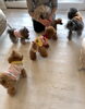 ましゅまろ園児さんたち「おはようございます（╹◡╹）」